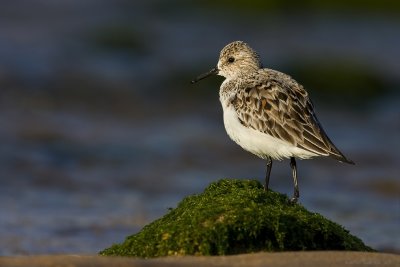 Sanderling on green.