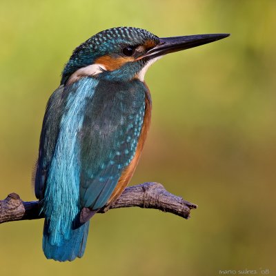 alcedo_atthis