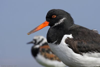 Composition on one oystercatcher and one turstone.