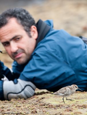 Looking at the dunlin.