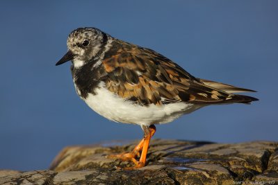 Turnstone and blue