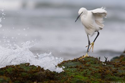 The wave and the little egret