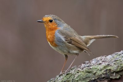 The robin and the raindrops.