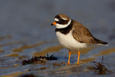 The first Great ringed plover  of this spring.