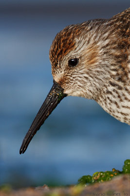 Close to the dunlin.