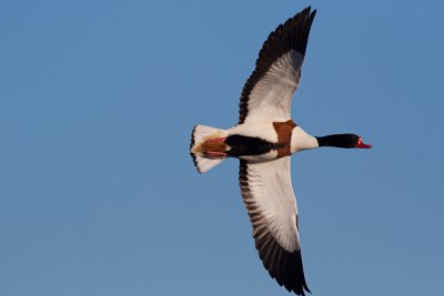 Common Shelduck