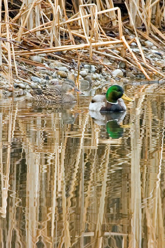 Mallards