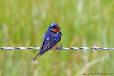 Swallows