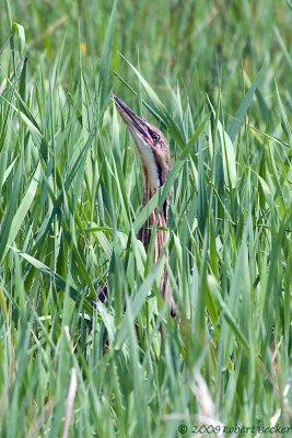 American-Bittern