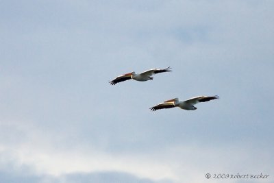 Pelicans
