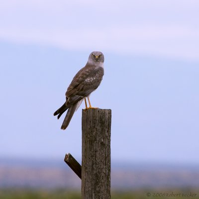 Northern Harrier