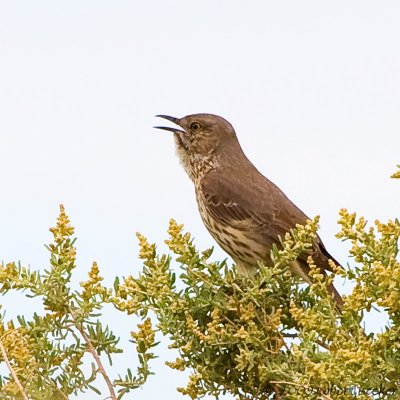 Sage Thrasher