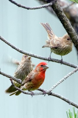 House Finch