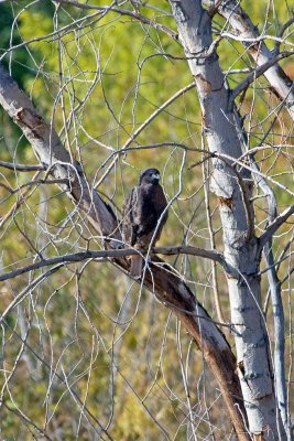 Harlans Redtail Hawk