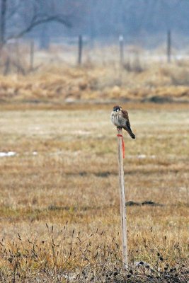 Kestrel