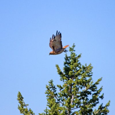 Redtail Hawk