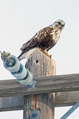 Rough Legged Hawk