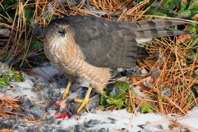 Sharp Shinned Hawk