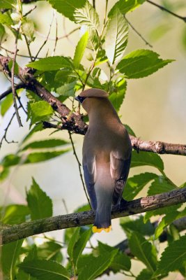 Waxwings