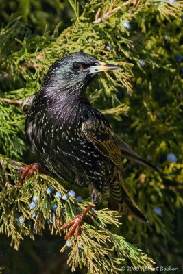 Starlings