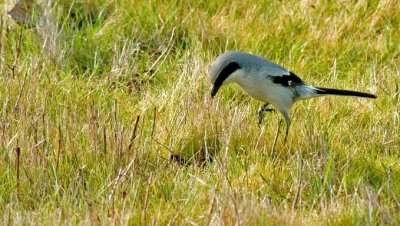 Shrikes