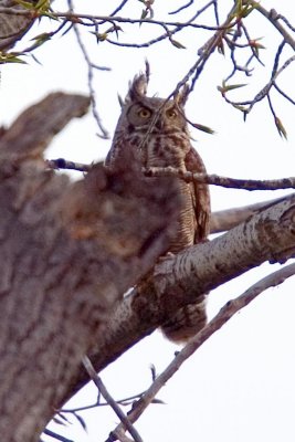 Great Horned Owl