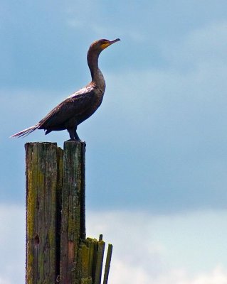 Cormorant