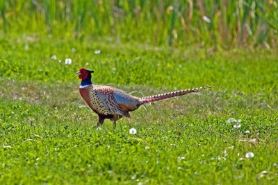 Ring Necked Pheasant