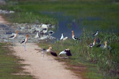 Avocets and Stilts