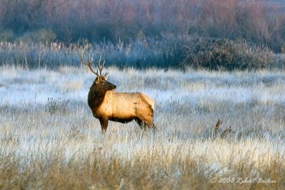 Elk