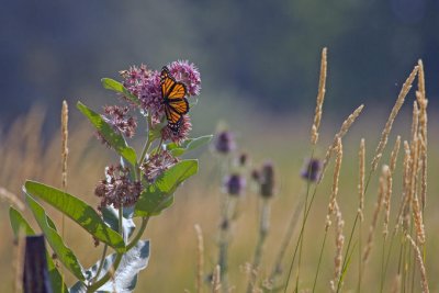 Butterfly on Milkweed