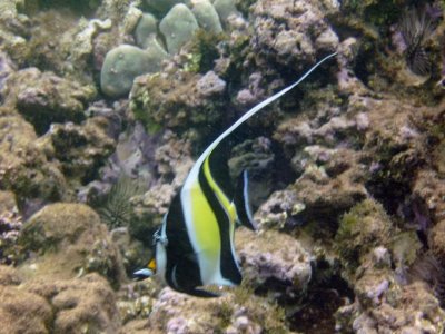 Moorish Idol