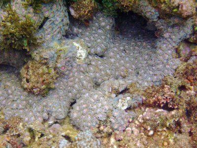 Zoanthid colony