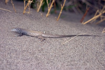 Western Whiptail Lizard