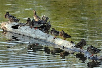 Ducks on a log