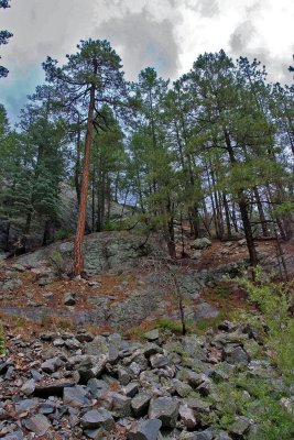 Mount Lemmon