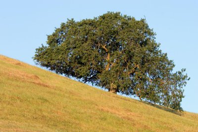 Hill Tree