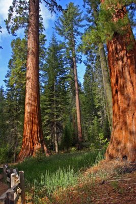 YOSEMITE NATIONAL PARK