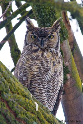 Great Horned Owl