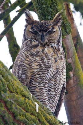 Great Horned Owl