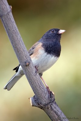 Dark Eyed Junco