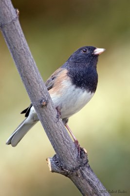 Dark Eyed Junco