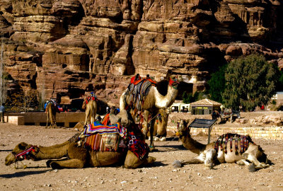 camels at rest, end of a journey