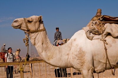 camel rides are available