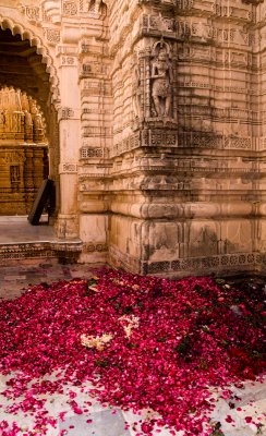 scattered flower petals