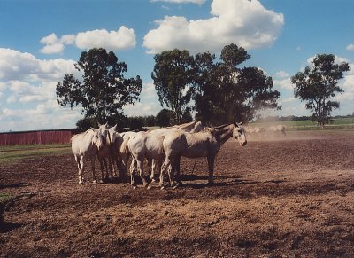 Horses on the Pampas