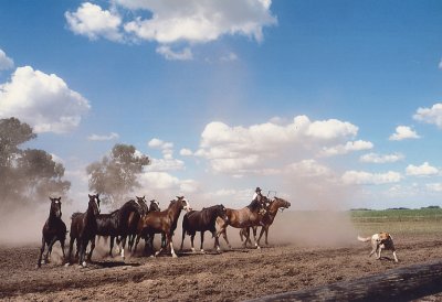 Dog Leading Horses on Pampas