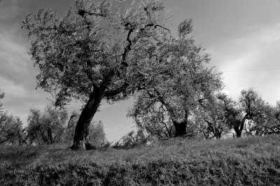 TREES TRIPTYCH 3/ Tuscany