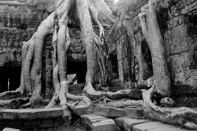 Cambodia trees