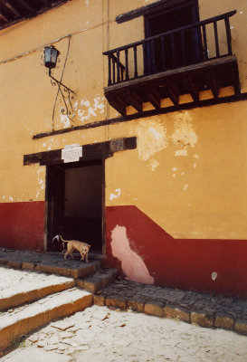 Dog in Patzcuaro